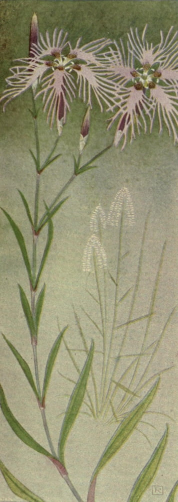 Alpine Flora 1911 Dianthus Superbus Canvas Art - Philippe Robert (24 x 36)