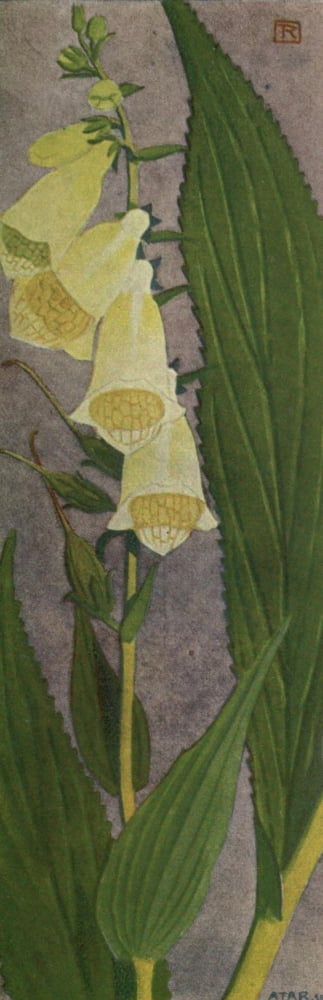 Alpine Flora 1911 Digitalis Ambigua Canvas Art - Philippe Robert (18 x 24)