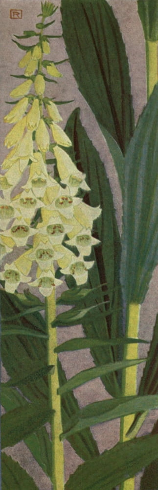 Alpine Flora 1911 Digitalis Lutea Canvas Art - Philippe Robert (24 x 36)