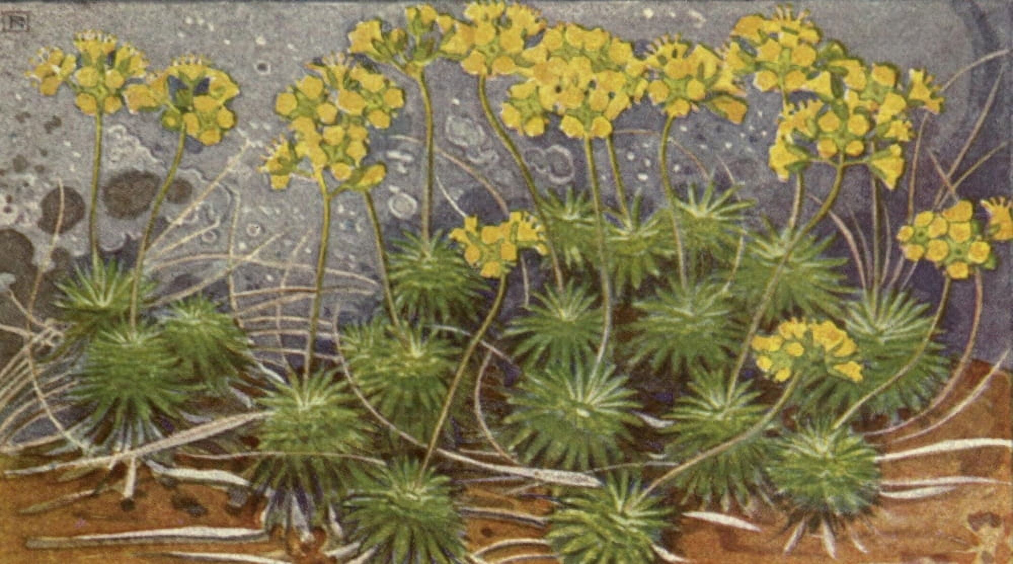 Alpine Flora 1911 Draba Aizoides Canvas Art - Philippe Robert (18 x 24)