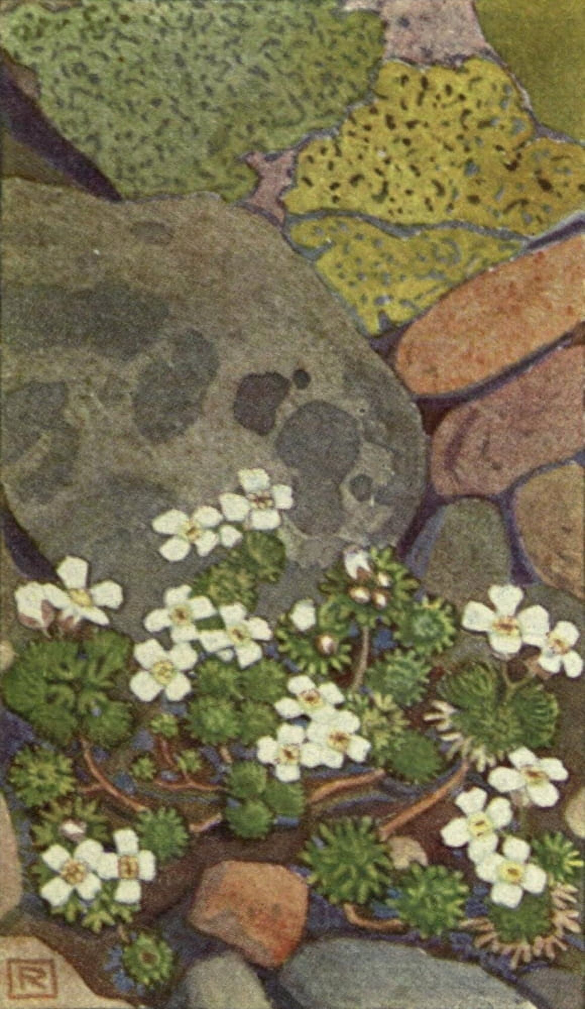Alpine Flora 1911 Draba Pyrenaica Canvas Art - Philippe Robert (24 x 36)