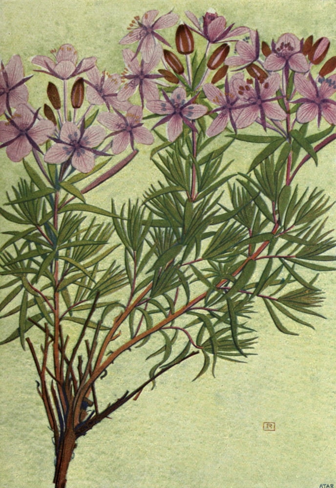 Alpine Flora 1911 Epilobium Dodonaei Canvas Art - Philippe Robert (24 x 36)