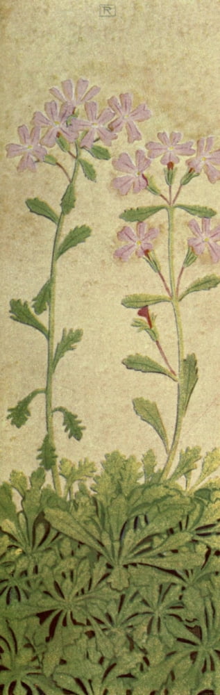Alpine Flora 1911 Erinus Alpinus Canvas Art - Philippe Robert (18 x 24)