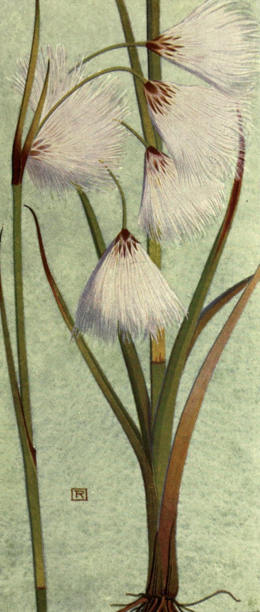 Alpine Flora 1911 Eriophorum Angustifolium Canvas Art - Philippe Robert (18 x 24)