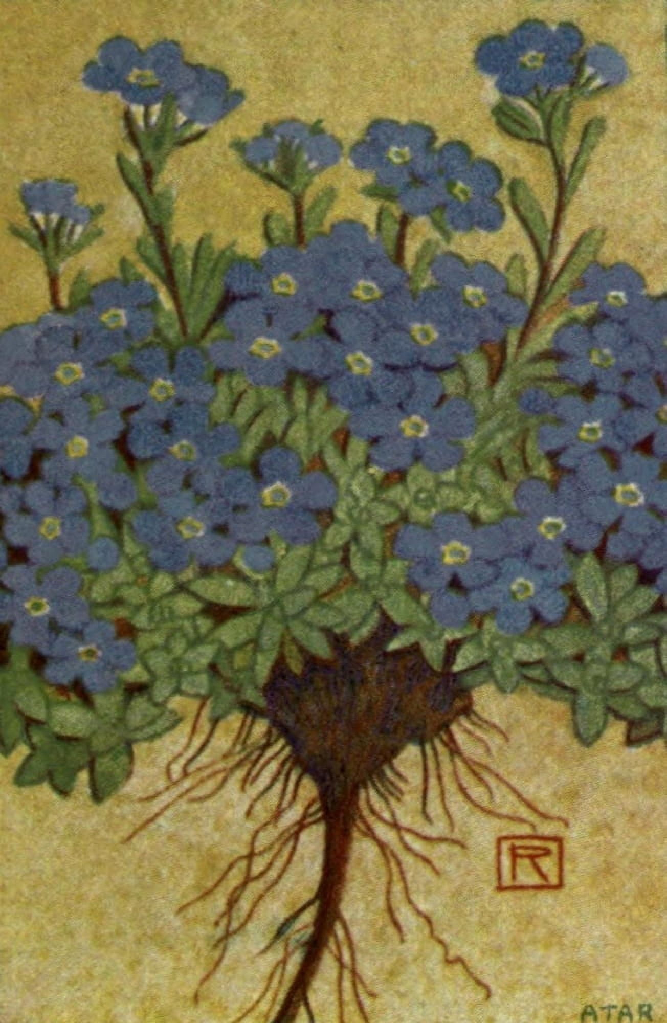 Alpine Flora 1911 Eritrichium Nanum Canvas Art - Philippe Robert (18 x 24)
