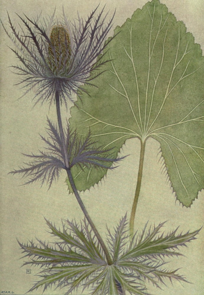 Alpine Flora 1911 Eryngium Alpinum Canvas Art - Philippe Robert (24 x 36)