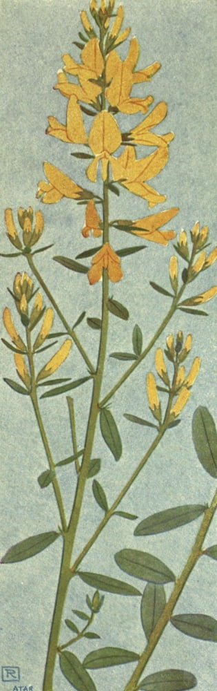 Alpine Flora 1911 Genista Tinctoria Canvas Art - Philippe Robert (18 x 24)