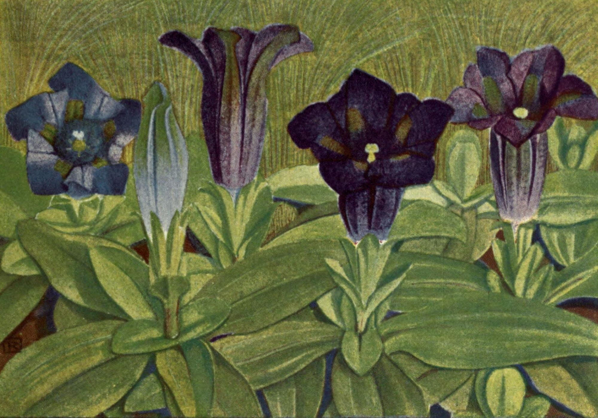 Alpine Flora 1911 Gentiana Acaulis Canvas Art - Philippe Robert (24 x 36)