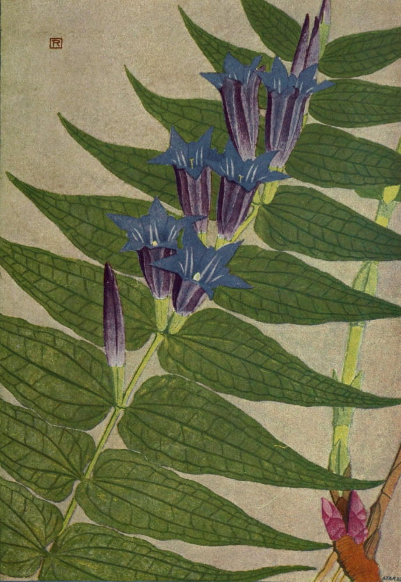Alpine Flora 1911 Gentiana Asclepiadea Canvas Art - Philippe Robert (24 x 36)