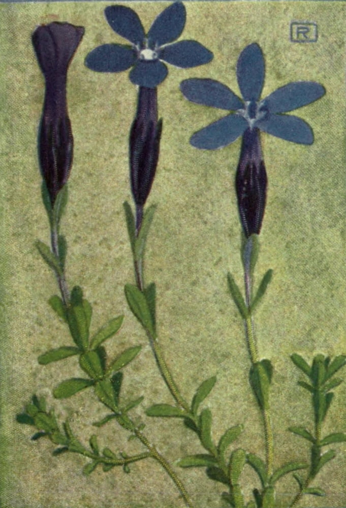 Alpine Flora 1911 Gentiana Bavarica Canvas Art - Philippe Robert (24 x 36)