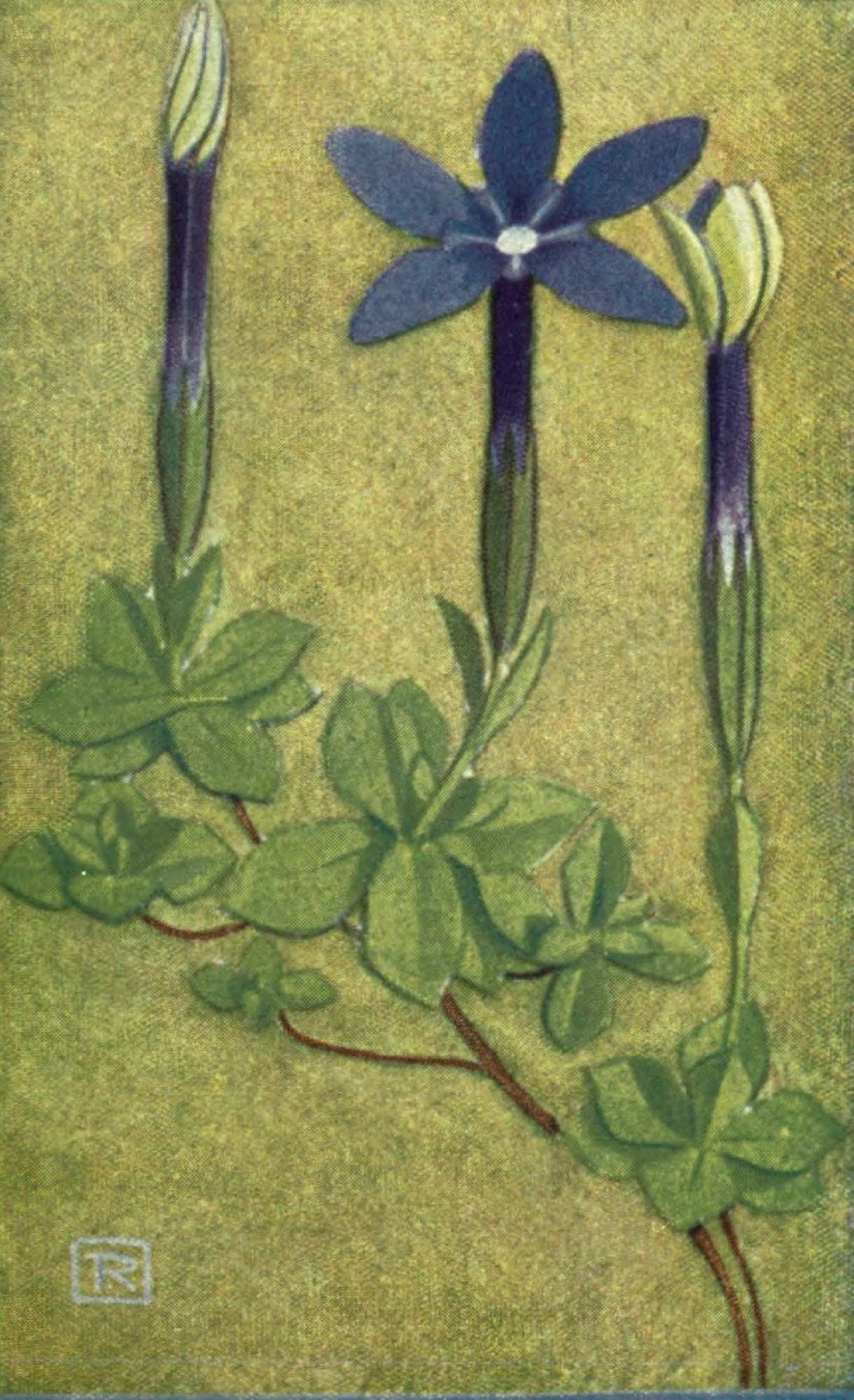 Alpine Flora 1911 Gentiana Brachyphylla Canvas Art - Philippe Robert (18 x 24)