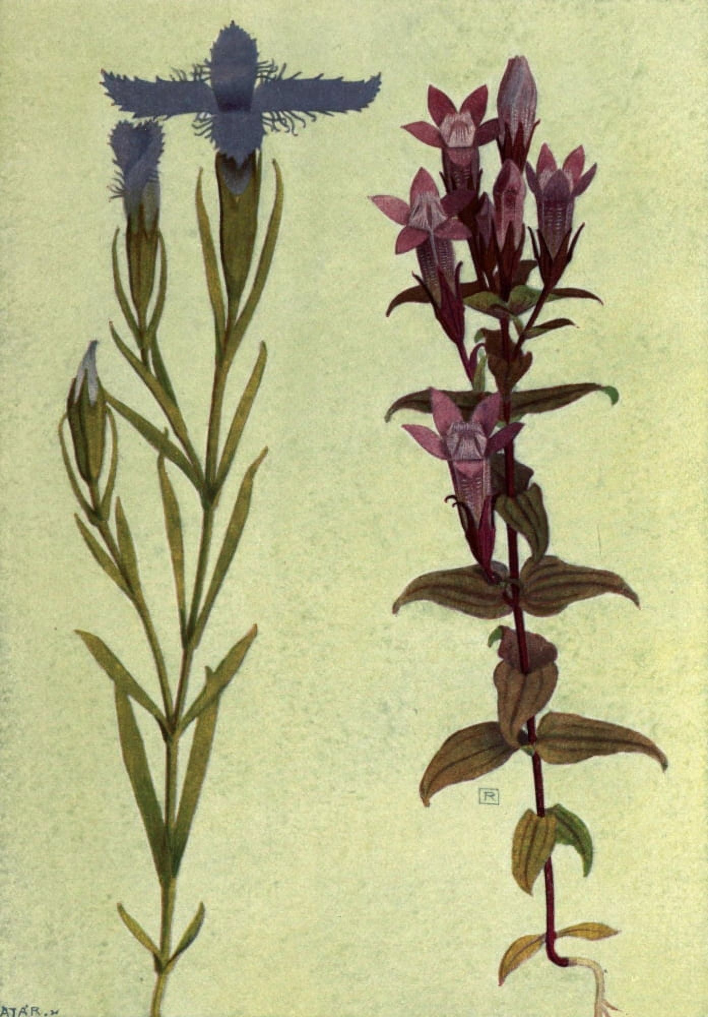 Alpine Flora 1911 Gentiana Ciliata & Germanica Canvas Art - Philippe Robert (18 x 24)