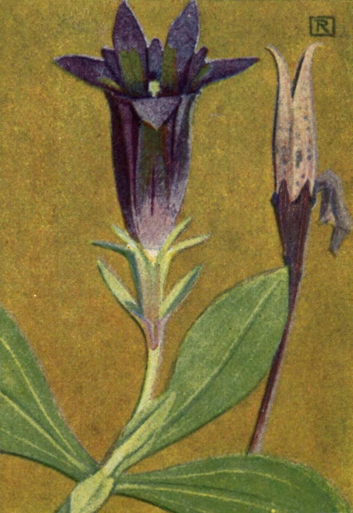 Alpine Flora 1911 Gentiana Clusii Canvas Art - Philippe Robert (18 x 24)