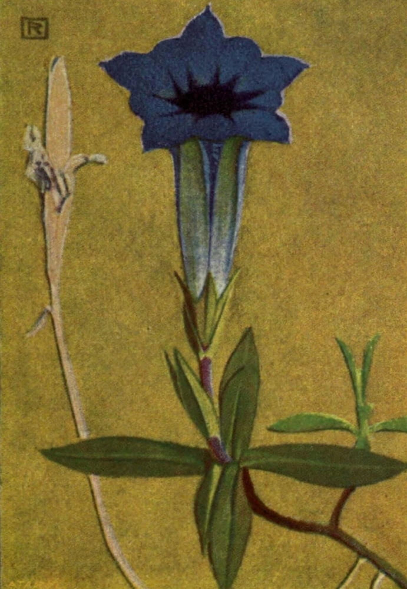 Alpine Flora 1911 Gentiana Kochiana Canvas Art - Philippe Robert (24 x 36)