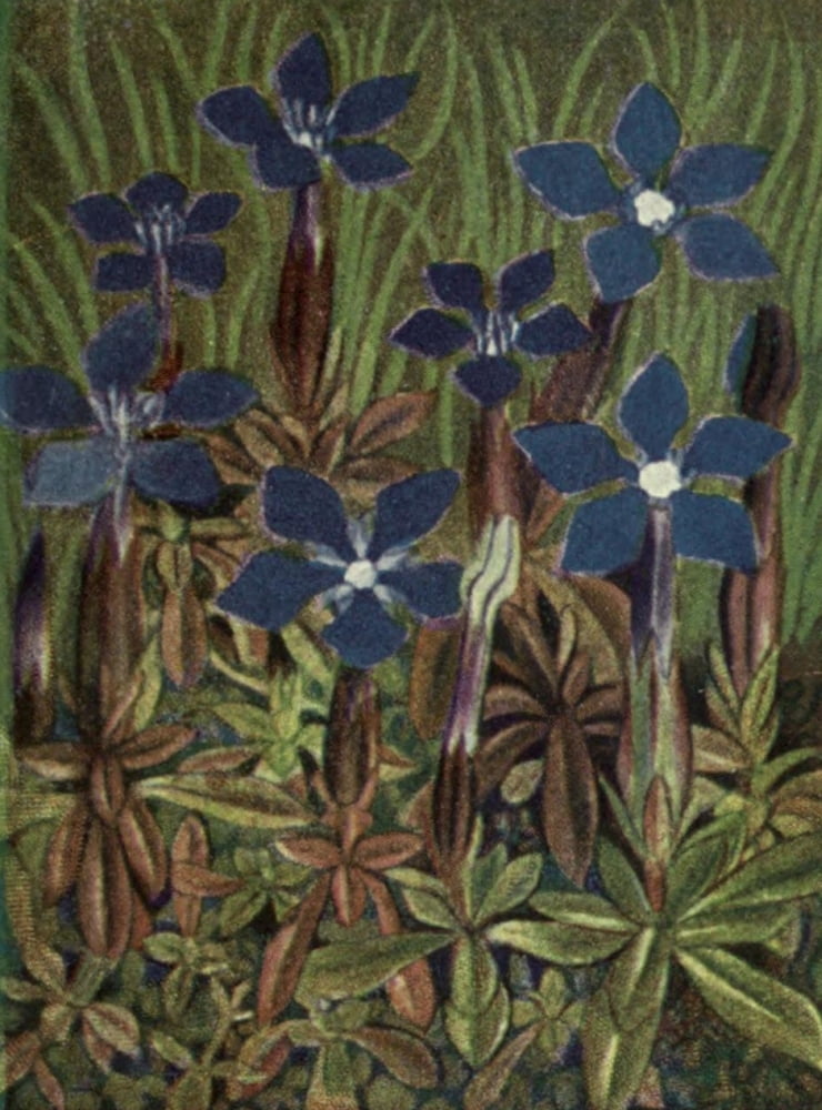 Alpine Flora 1911 Gentiana Verna Canvas Art - Philippe Robert (24 x 36)
