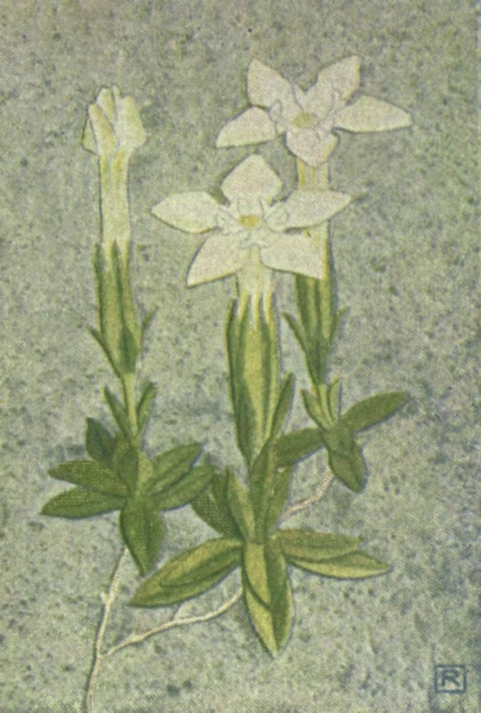 Alpine Flora 1911 Gentiana Verna var Chionodoxa Canvas Art - Philippe Robert (18 x 24)
