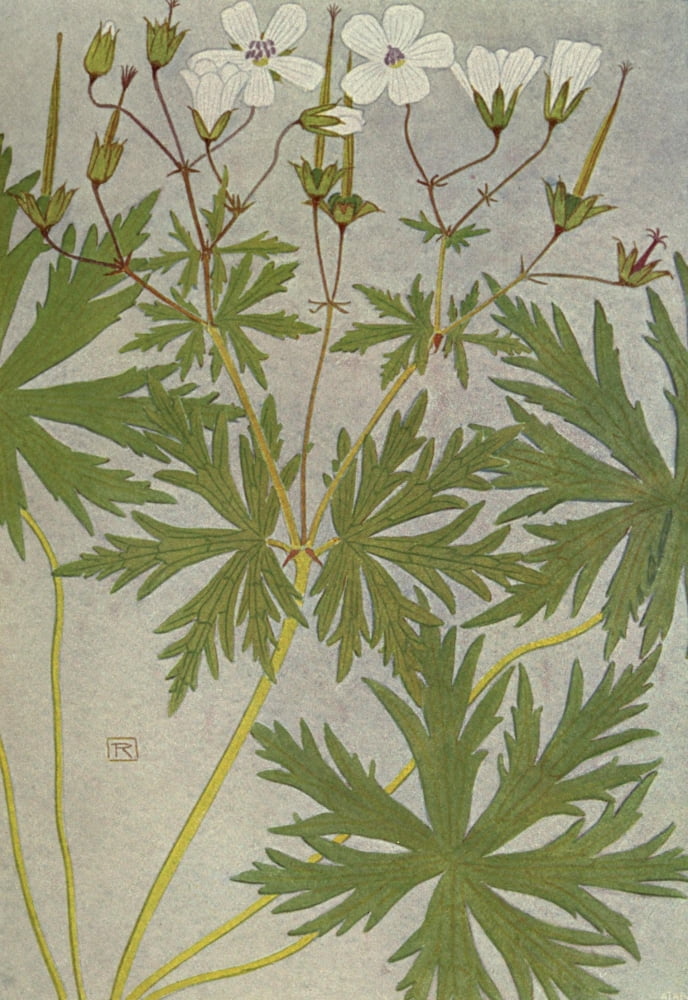 Alpine Flora 1911 Geranium Rivulare Canvas Art - Philippe Robert (24 x 36)