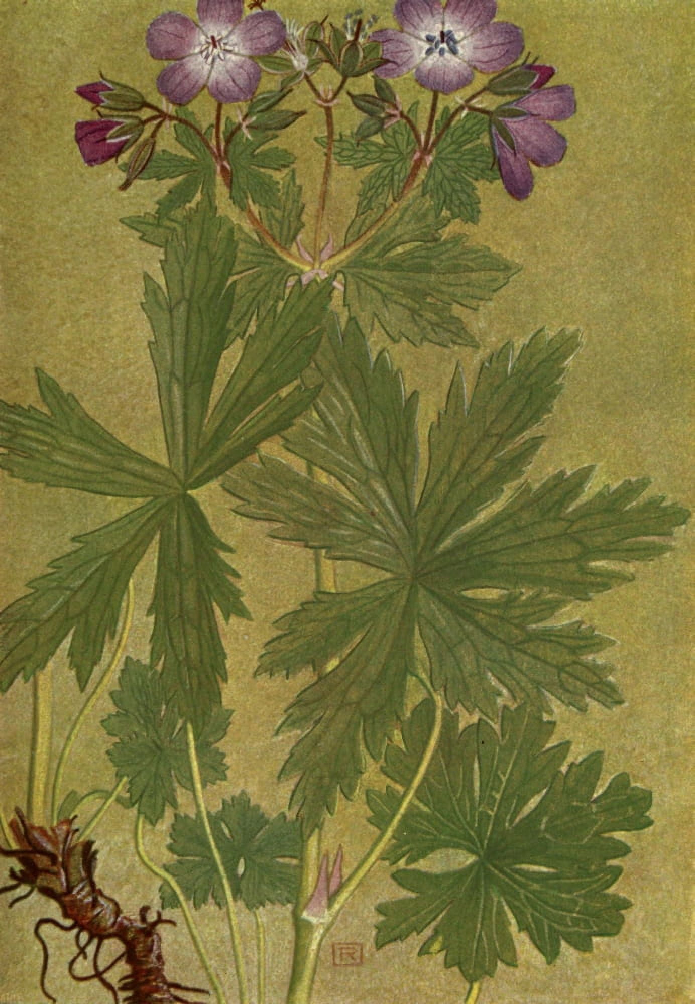 Alpine Flora 1911 Geranium Sylvaticum Canvas Art - Philippe Robert (24 x 36)