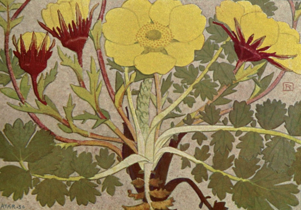 Alpine Flora 1911 Geum Reptans Canvas Art - Philippe Robert (18 x 24)