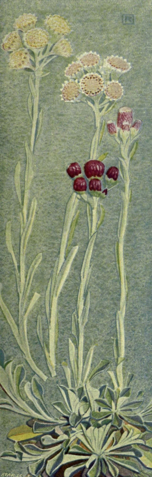 Alpine Flora 1911 Gnaphalium Dioicum Canvas Art - Philippe Robert (24 x 36)