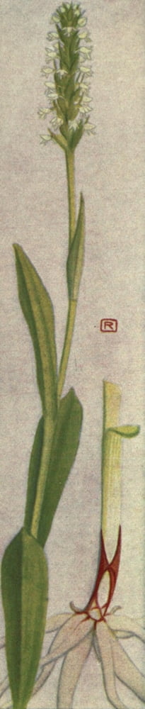 Alpine Flora 1911 Gymnadenia Albida Canvas Art - Philippe Robert (24 x 36)