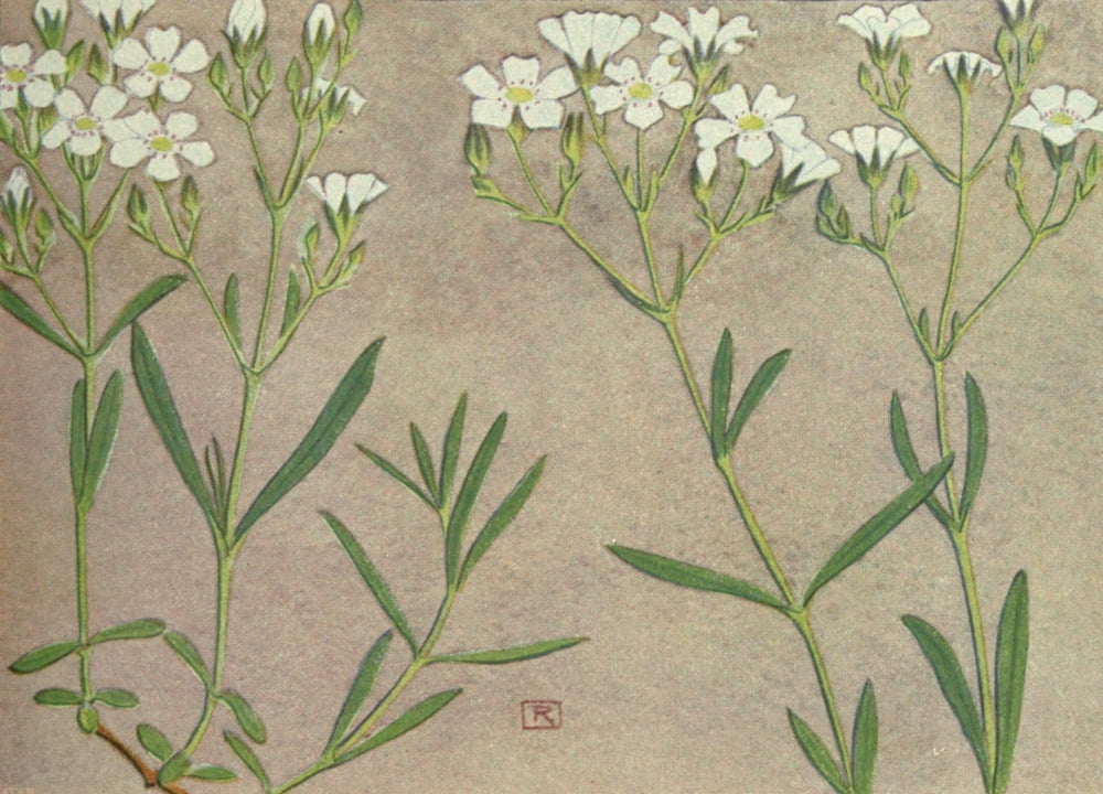 Alpine Flora 1911 Gypsophila Repens Canvas Art - Philippe Robert (18 x 24)