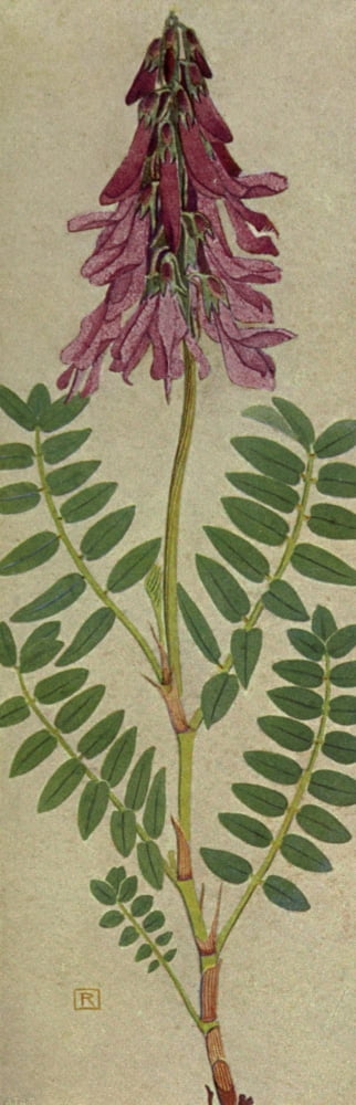 Alpine Flora 1911 Hedysarum Obscurum Canvas Art - Philippe Robert (18 x 24)