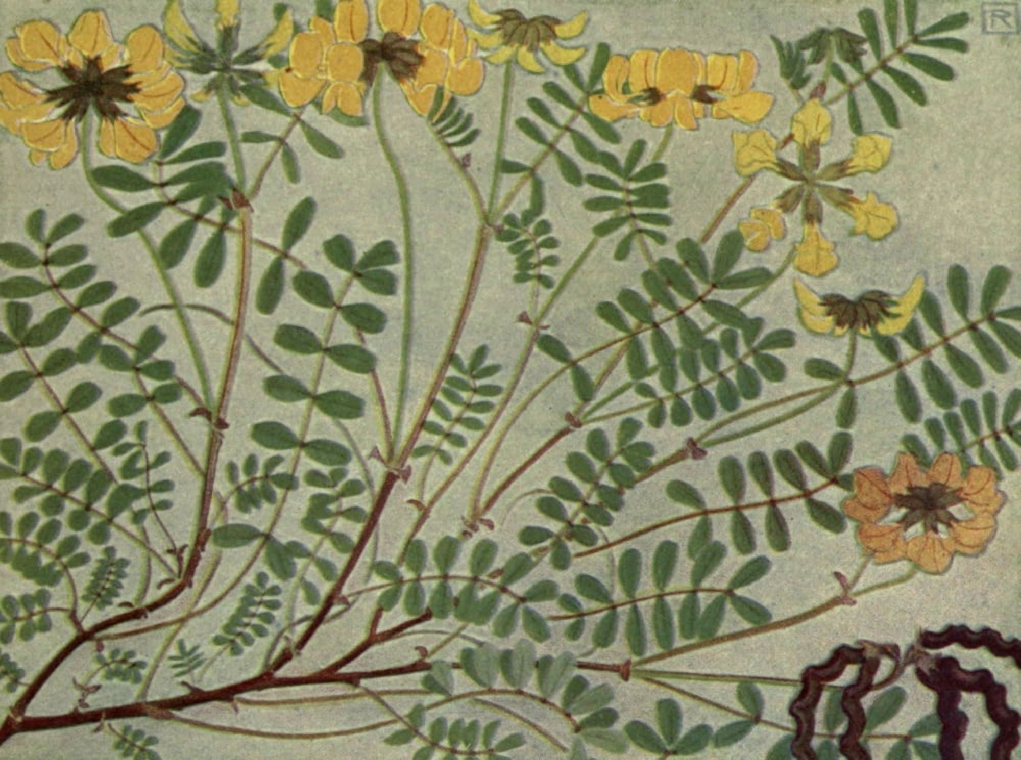 Alpine Flora 1911 Hippocrepis Comosa Canvas Art - Philippe Robert (18 x 24)