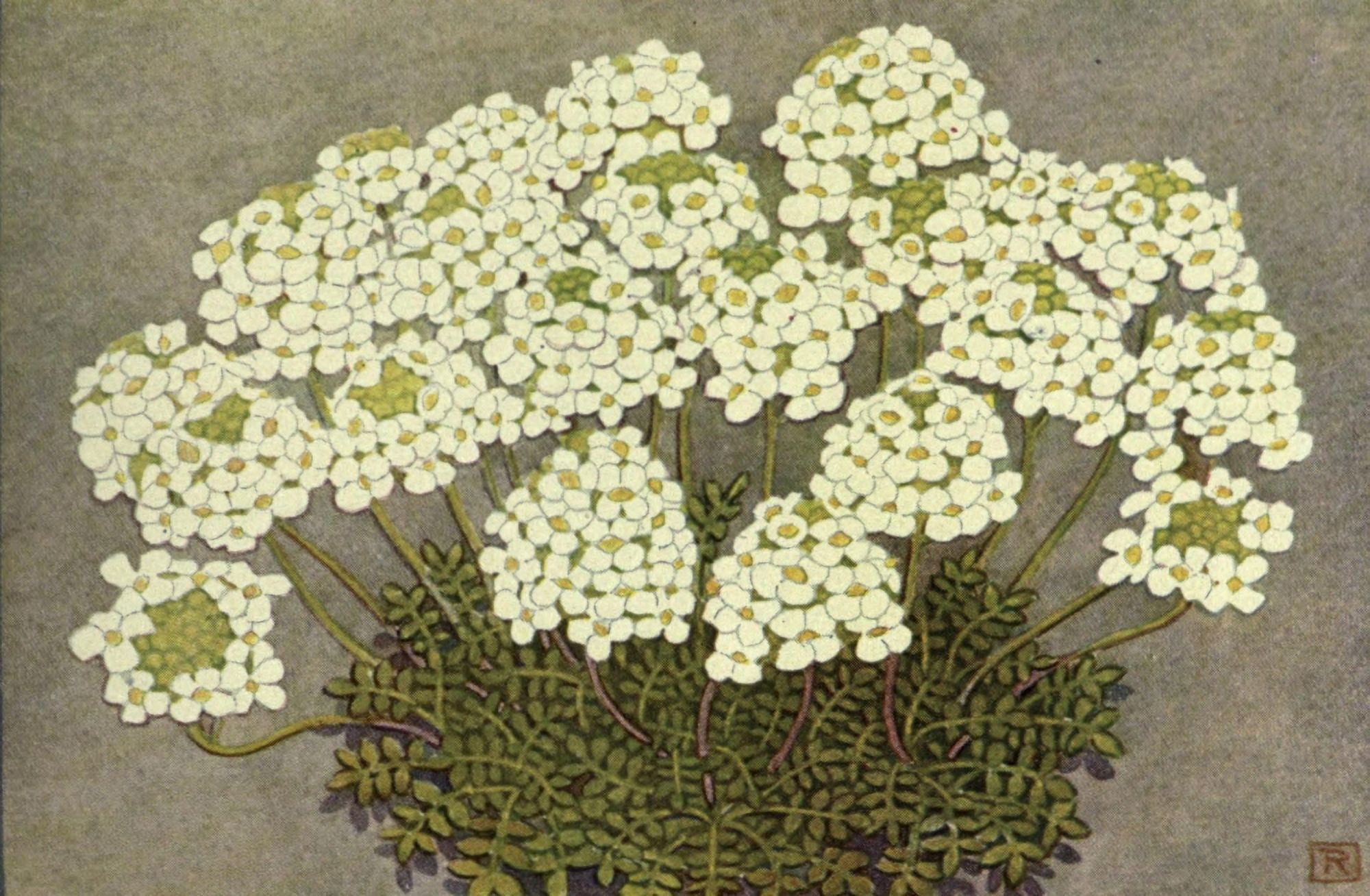 Alpine Flora 1911 Hutchinsia Alpina Canvas Art - Philippe Robert (18 x 24)
