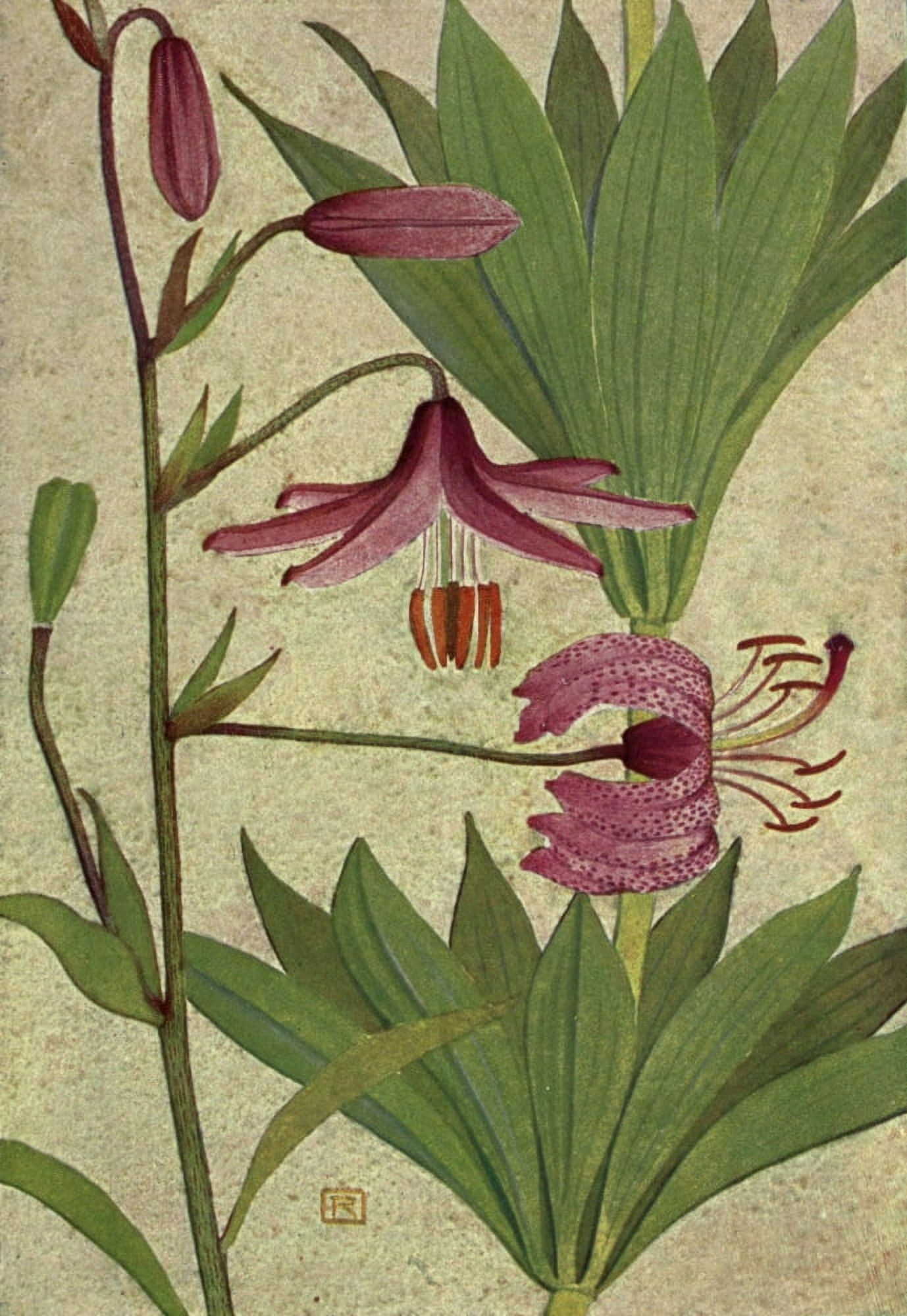 Alpine Flora 1911 Lilium Martagon Canvas Art - Philippe Robert (18 x 24)