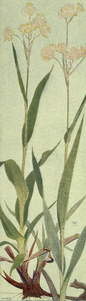 Alpine Flora 1911 Luzula Lutea Canvas Art - Philippe Robert (24 x 36)