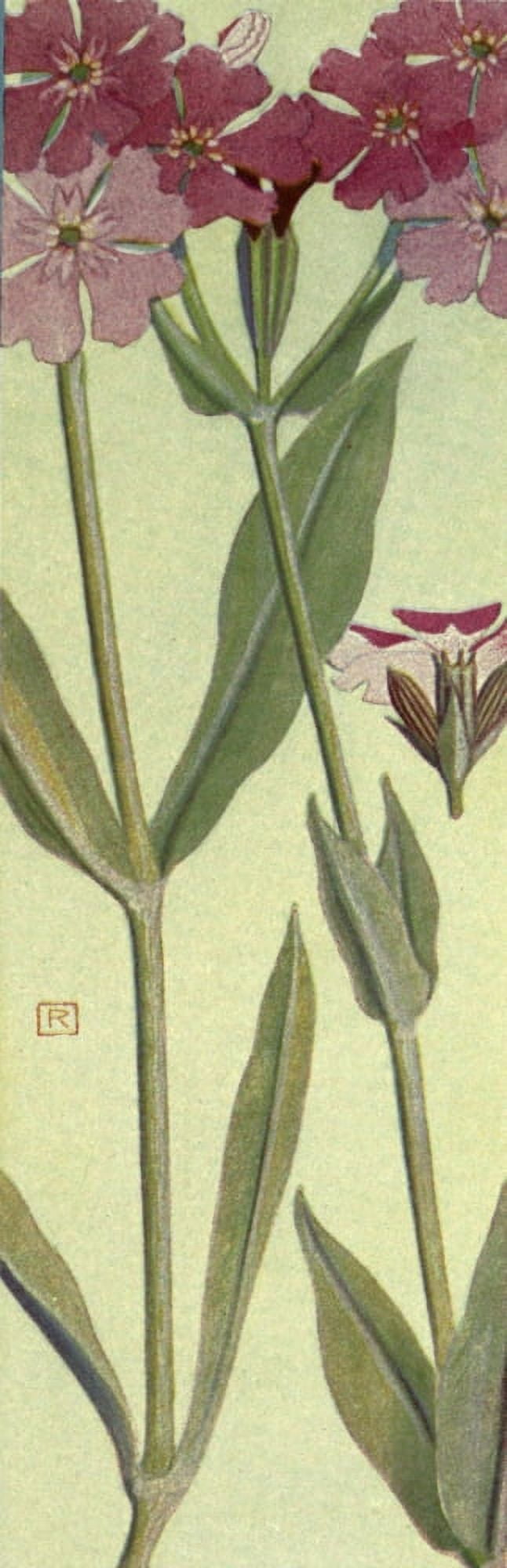 Alpine Flora 1911 Lychnis Flos-Jovis Canvas Art - Philippe Robert (24 x 36)