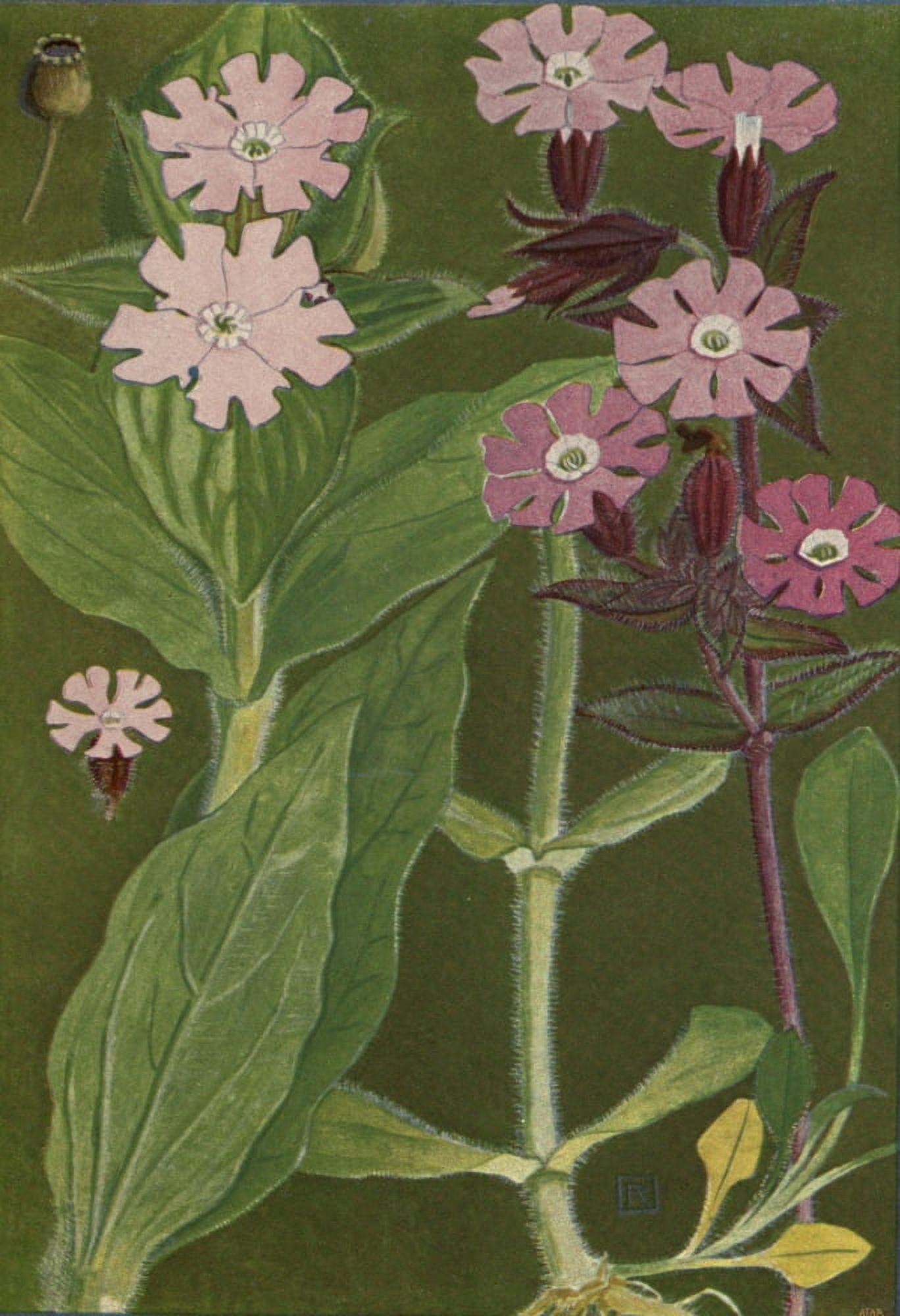 Alpine Flora 1911 Lychnis Sylvestris Canvas Art - Philippe Robert (18 x 24)