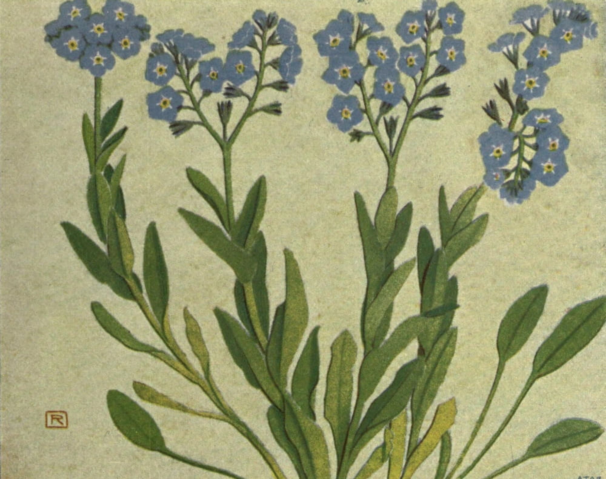 Alpine Flora 1911 Myosotis Alpestris Canvas Art - Philippe Robert (24 x 36)