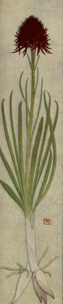 Alpine Flora 1911 Nigritella Angustifolia Canvas Art - Philippe Robert (18 x 24)