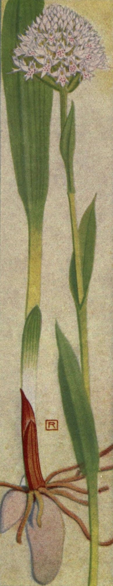 Alpine Flora 1911 Orchis Globosa Canvas Art - Philippe Robert (18 x 24)