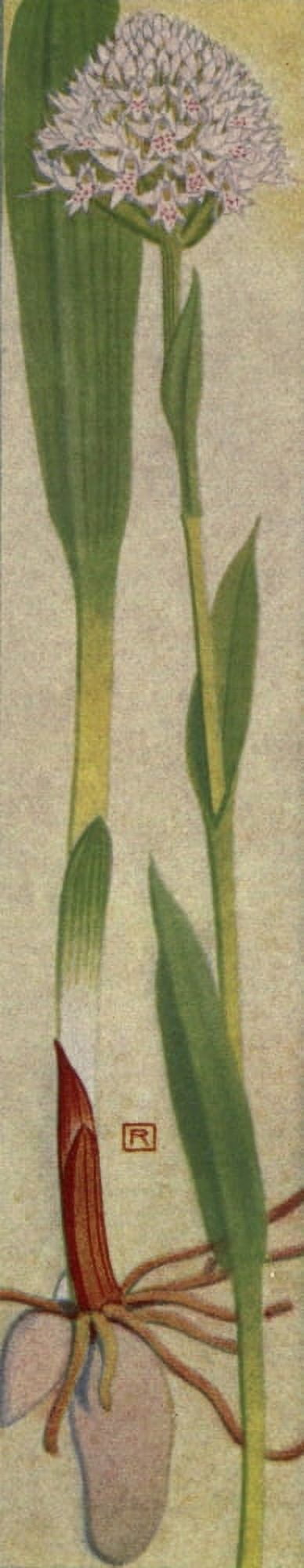 Alpine Flora 1911 Orchis Globosa Canvas Art - Philippe Robert (24 x 36)