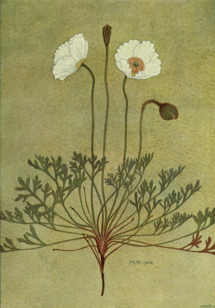 Alpine Flora 1911 Papaver Alpinum Canvas Art - Philippe Robert (18 x 24)
