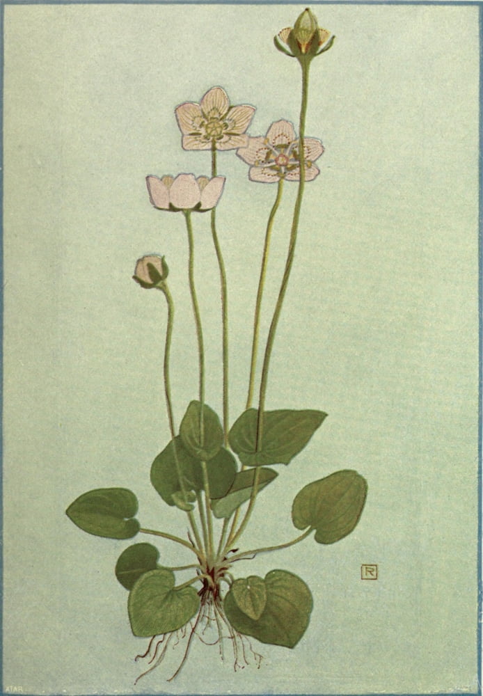 Alpine Flora 1911 Parnassia Palustris Canvas Art - Philippe Robert (24 x 36)