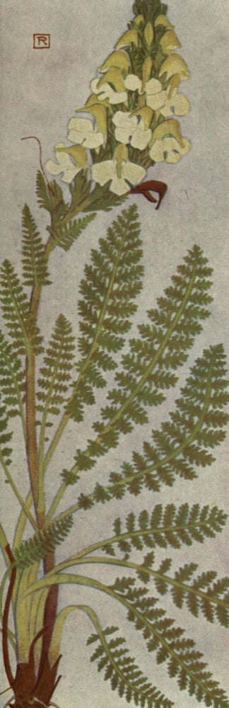 Alpine Flora 1911 Pedicularis Tuberosa Canvas Art - Philippe Robert (24 x 36)