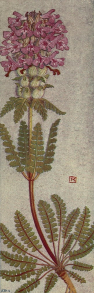Alpine Flora 1911 Pedicularis Verticillata Canvas Art - Philippe Robert (18 x 24)
