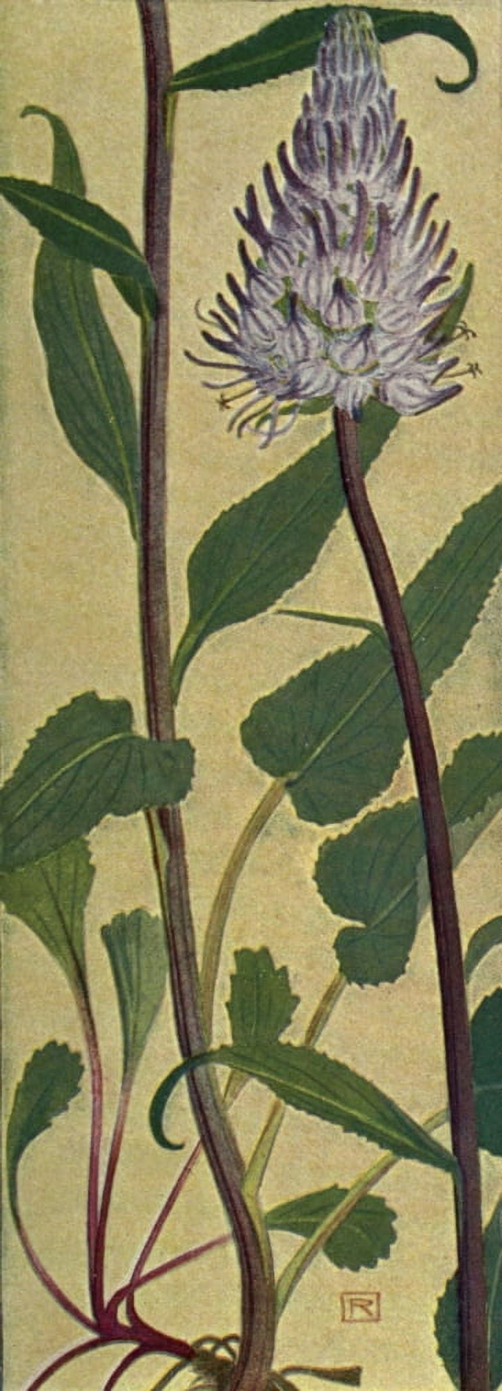 Alpine Flora 1911 Phyteuma Betonicaefolium Canvas Art - Philippe Robert (18 x 24)