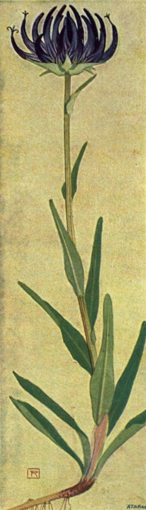 Alpine Flora 1911 Phyteuma Orbiculare Canvas Art - Philippe Robert (18 x 24)