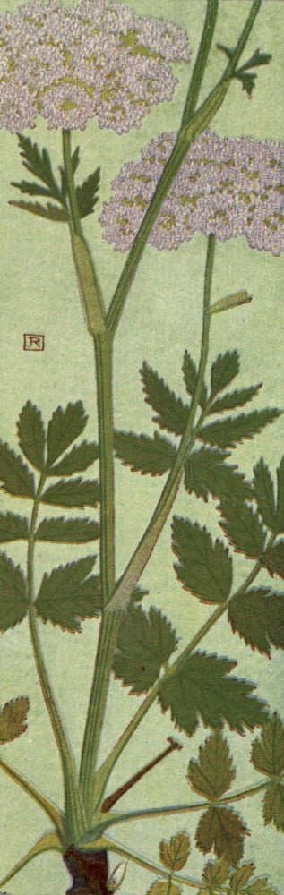 Alpine Flora 1911 Pimpinella Magna Rosea Canvas Art - Philippe Robert (24 x 36)