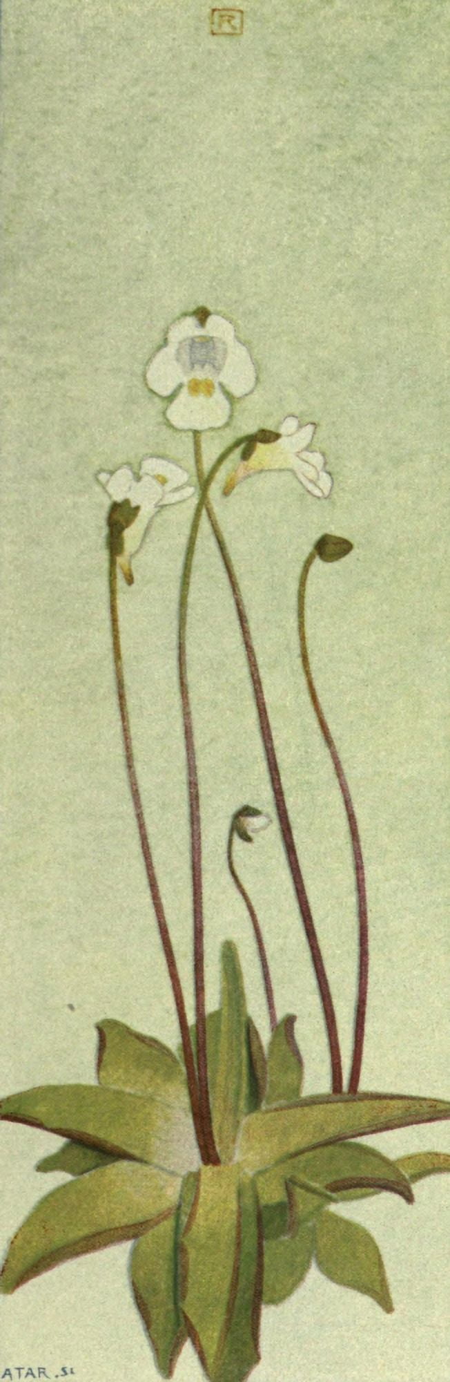 Alpine Flora 1911 Pinguicula Alpina Canvas Art - Philippe Robert (24 x 36)