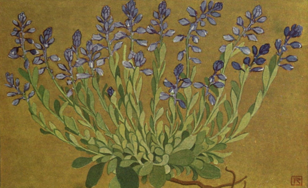 Alpine Flora 1911 Polygala Alpestris Canvas Art - Philippe Robert (24 x 36)