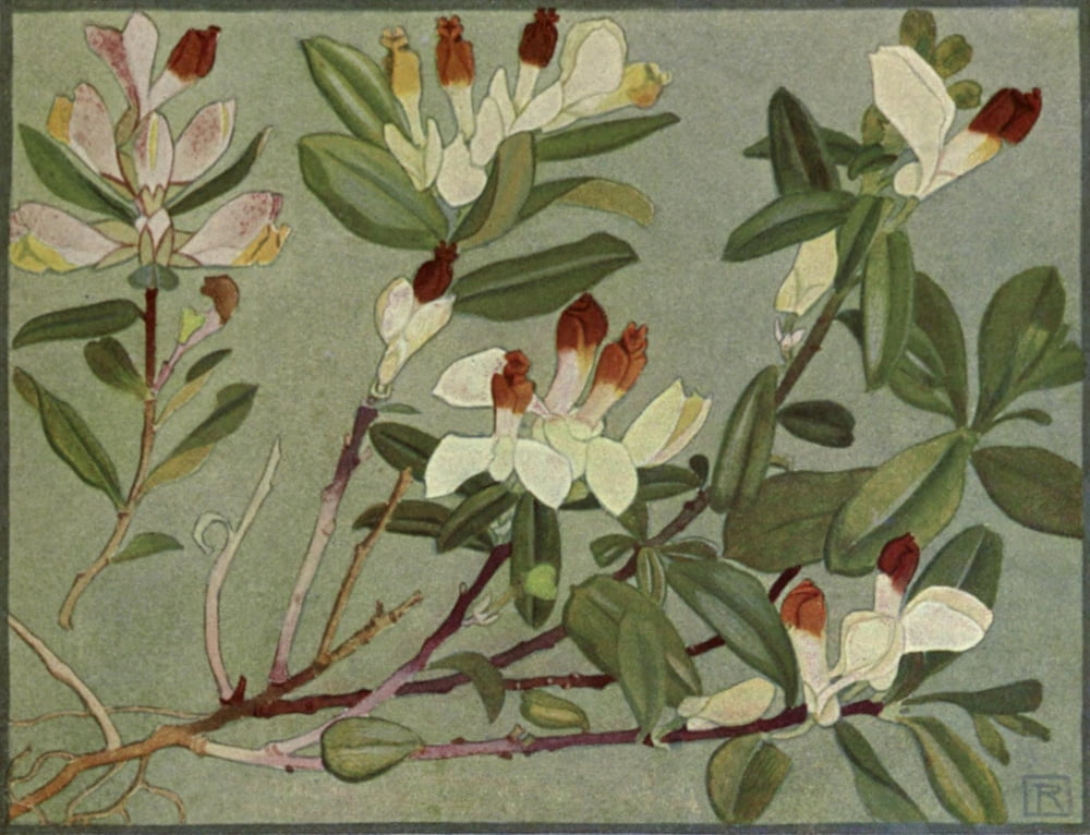 Alpine Flora 1911 Polygala Chamaebuxus Canvas Art - Philippe Robert (18 x 24)
