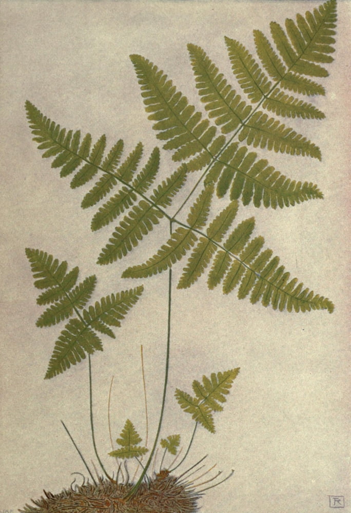 Alpine Flora 1911 Polypodium Robertianum Canvas Art - Philippe Robert (24 x 36)