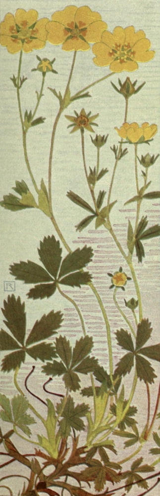 Alpine Flora 1911 Potentilla Aurea Canvas Art - Philippe Robert (24 x 36)