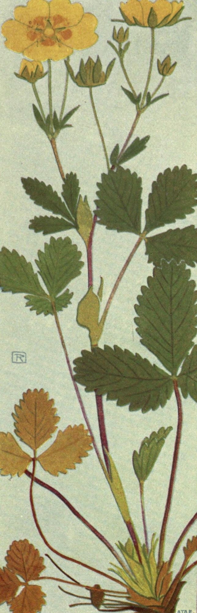 Alpine Flora 1911 Potentilla Grandiflora Canvas Art - Philippe Robert (18 x 24)